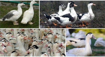 V jakém věku a průměrné hmotnosti hus je porazit na maso, top-4 způsoby